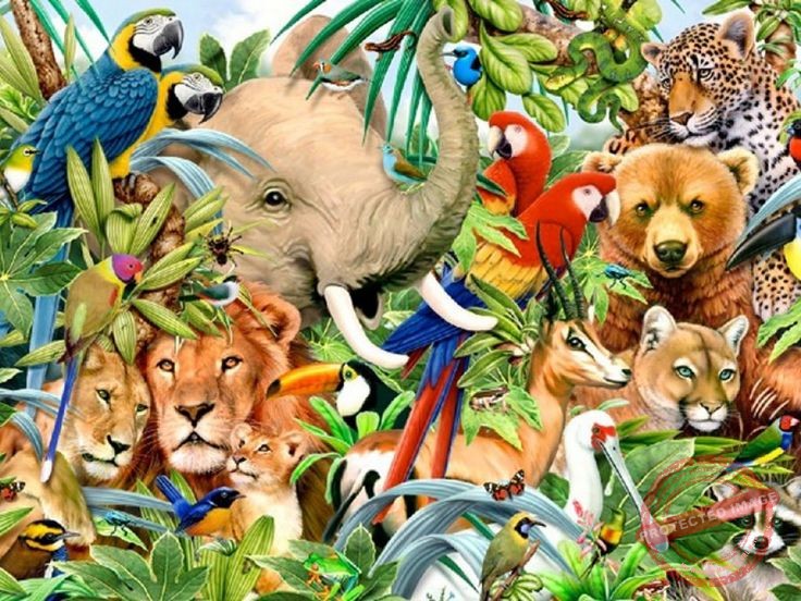 Animal Empowerments